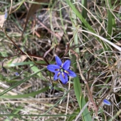 Dianella revoluta var. revoluta at Bruce, ACT - 15 Oct 2023 04:36 PM