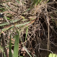 Dianella revoluta var. revoluta at Bruce, ACT - 15 Oct 2023 04:36 PM