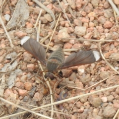 Comptosia stria (A bee fly) at Tuggeranong, ACT - 15 Oct 2023 by HelenCross