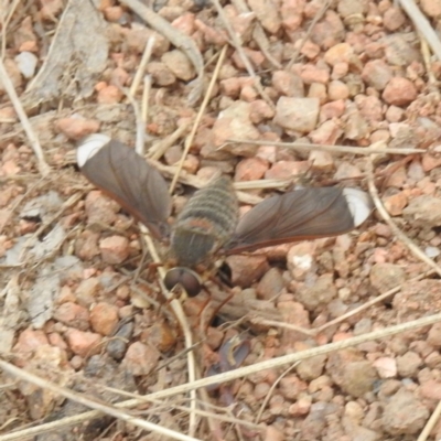 Comptosia stria (A bee fly) at Tuggeranong, ACT - 15 Oct 2023 by HelenCross