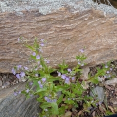 Veronica anagallis-aquatica at Bungendore, NSW - suppressed