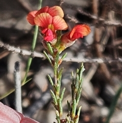 Dillwynia sericea (Egg And Bacon Peas) at The Pinnacle - 15 Oct 2023 by sangio7