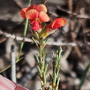 Dillwynia sericea at Belconnen, ACT - 15 Oct 2023 03:54 PM