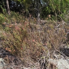 Dillwynia sericea at Belconnen, ACT - 15 Oct 2023 03:54 PM