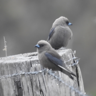 Artamus cyanopterus (Dusky Woodswallow) at Tuggeranong, ACT - 15 Oct 2023 by HelenCross