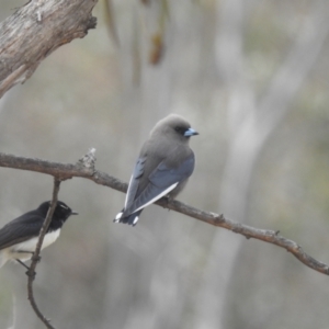 Artamus cyanopterus at Tuggeranong, ACT - 15 Oct 2023 12:08 PM