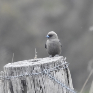 Artamus cyanopterus at Tuggeranong, ACT - 15 Oct 2023 12:08 PM