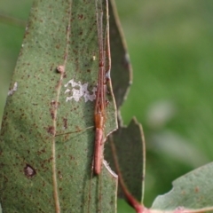 Tetragnatha sp. (genus) at Murrumbateman, NSW - 15 Oct 2023 04:21 PM