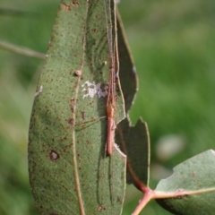 Tetragnatha sp. (genus) at Murrumbateman, NSW - 15 Oct 2023 04:21 PM