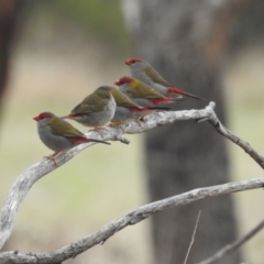 Neochmia temporalis (Red-browed Finch) at Tuggeranong, ACT - 15 Oct 2023 by HelenCross