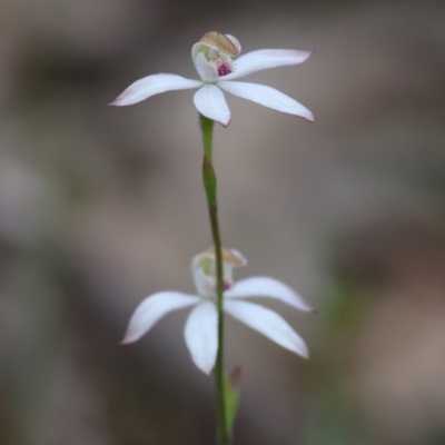 Caladenia moschata (Musky Caps) at Beechworth, VIC - 14 Oct 2023 by KylieWaldon