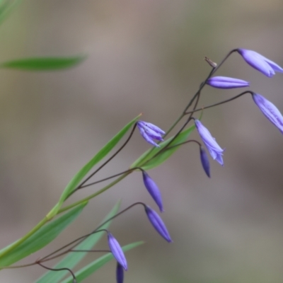 Stypandra glauca (Nodding Blue Lily) at Beechworth, VIC - 15 Oct 2023 by KylieWaldon