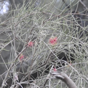 Amyema cambagei at Tuggeranong, ACT - 15 Oct 2023 11:23 AM