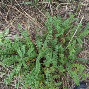 Sanguisorba minor at Tuggeranong, ACT - 15 Oct 2023