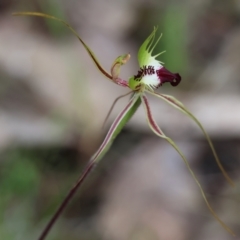 Caladenia tentaculata (Fringed Spider Orchid) at Beechworth, VIC - 14 Oct 2023 by KylieWaldon