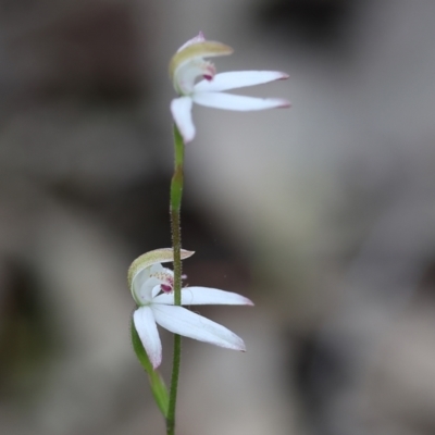 Caladenia moschata (Musky Caps) at Beechworth, VIC - 14 Oct 2023 by KylieWaldon