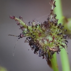 Unidentified True bug (Hemiptera, Heteroptera) at Beechworth, VIC - 14 Oct 2023 by KylieWaldon