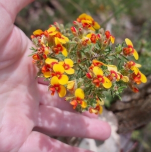 Dillwynia phylicoides at Bungendore, NSW - suppressed