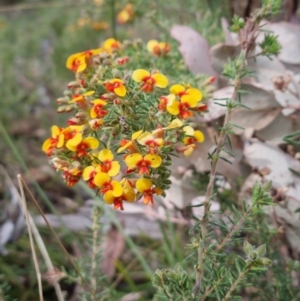 Dillwynia phylicoides at Bungendore, NSW - suppressed