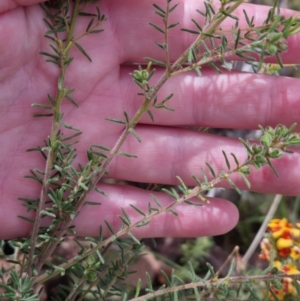 Dillwynia phylicoides at Bungendore, NSW - suppressed