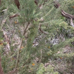Dillwynia phylicoides at Bungendore, NSW - suppressed