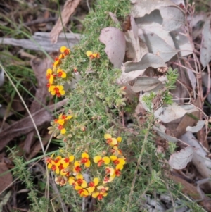 Dillwynia phylicoides at Bungendore, NSW - suppressed