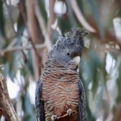 Callocephalon fimbriatum (Gang-gang Cockatoo) at Hughes, ACT - 15 Oct 2023 by LisaH