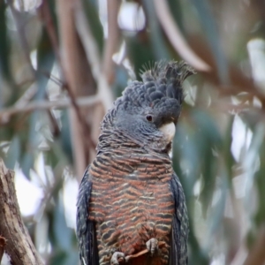 Callocephalon fimbriatum at Hughes, ACT - suppressed