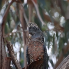 Callocephalon fimbriatum at Hughes, ACT - suppressed