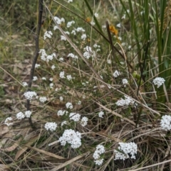 Leucopogon virgatus (Common Beard-heath) at Paddys River, ACT - 14 Oct 2023 by WalterEgo