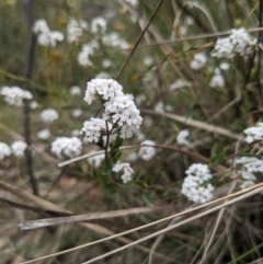 Leucopogon virgatus at Paddys River, ACT - 15 Oct 2023 10:57 AM