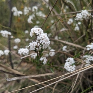 Leucopogon virgatus at Paddys River, ACT - 15 Oct 2023 10:57 AM