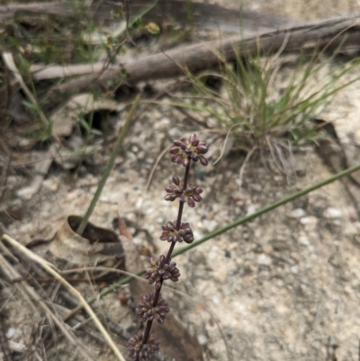 Lomandra multiflora (Many-flowered Matrush) at Paddys River, ACT - 15 Oct 2023 by WalterEgo