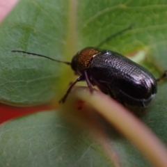 Aporocera (Aporocera) viridis at Murrumbateman, NSW - 15 Oct 2023