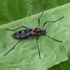 Gynoplistia (Gynoplistia) bella at Tuggeranong, ACT - 15 Oct 2023