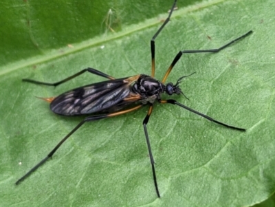 Gynoplistia (Gynoplistia) bella (A crane fly) at Tuggeranong, ACT - 15 Oct 2023 by HelenCross