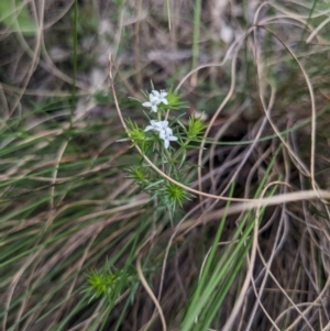 Asperula scoparia at Paddys River, ACT - 15 Oct 2023 10:22 AM