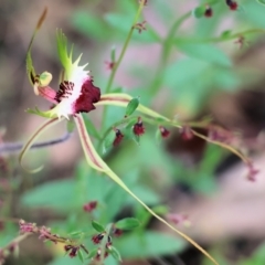 Caladenia tentaculata (Fringed Spider Orchid) at Beechworth, VIC - 14 Oct 2023 by KylieWaldon