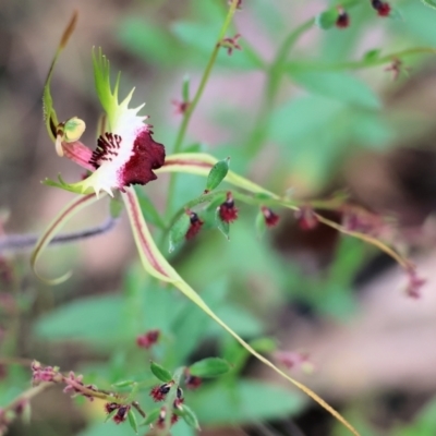 Caladenia tentaculata (Fringed Spider Orchid) at Beechworth, VIC - 14 Oct 2023 by KylieWaldon