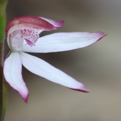 Caladenia moschata (Musky Caps) at Beechworth, VIC - 14 Oct 2023 by KylieWaldon