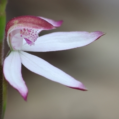 Caladenia moschata (Musky Caps) at Beechworth, VIC - 14 Oct 2023 by KylieWaldon