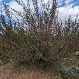 Dodonaea viscosa at Kambah, ACT - 15 Oct 2023