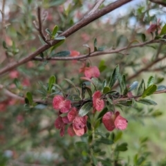 Dodonaea viscosa at Kambah, ACT - 15 Oct 2023