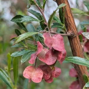 Dodonaea viscosa at Kambah, ACT - 15 Oct 2023