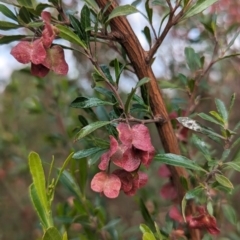 Dodonaea viscosa at Kambah, ACT - 15 Oct 2023