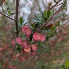 Dodonaea viscosa at Kambah, ACT - 15 Oct 2023