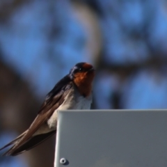 Hirundo neoxena (Welcome Swallow) at Gundaroo, NSW - 15 Oct 2023 by Gunyijan