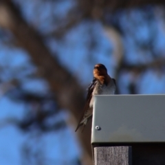 Hirundo neoxena at Gundaroo, NSW - 15 Oct 2023 07:57 AM