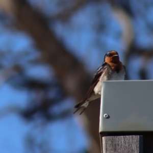 Hirundo neoxena at Gundaroo, NSW - 15 Oct 2023