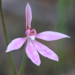 Caladenia carnea (Pink Fingers) at Beechworth, VIC - 15 Oct 2023 by KylieWaldon